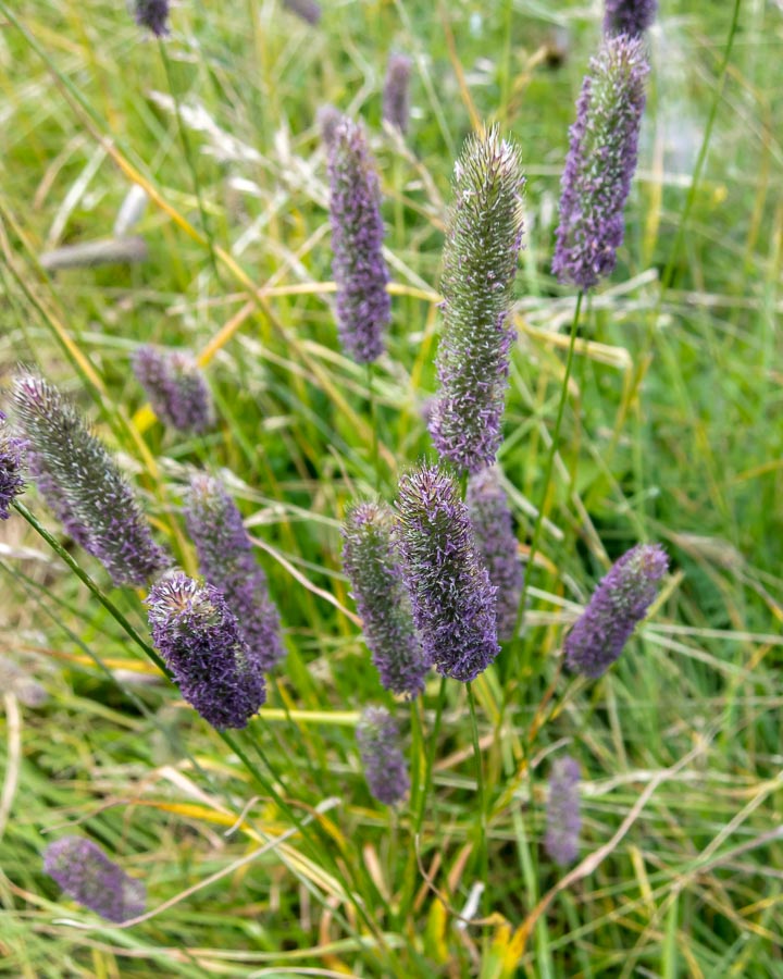 Phleum di altitudine